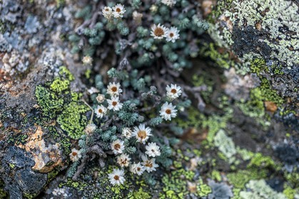 Flore corse