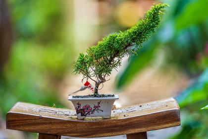 Bonsai Center