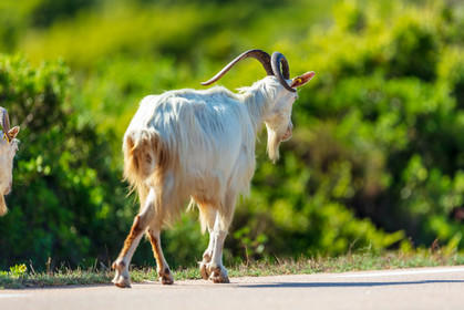 Faune corse