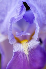 Iris, Iris haynei
