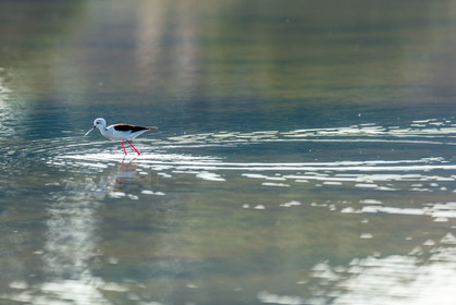 Salins d'Hyères