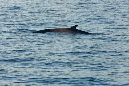 Rorqual commun, Balaenoptera physalus