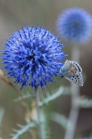 Chardon, Carduus defloratus