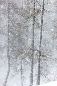 Auron