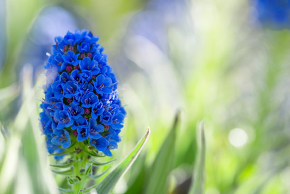 Flore Méditerranéenne