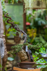 Bonsai Center