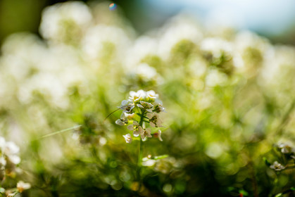 Flore méditerranéenne