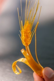 Canobbio