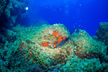 Plongée-sous-marine