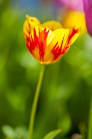Tulipe, Tulipa
