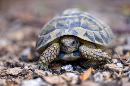 Tortue d'Hermann