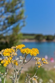 Ile du Grand Gaou