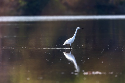Grande Aigrette