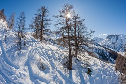 Auron