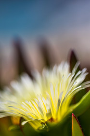 Flore corse