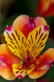 Flore