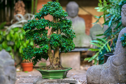 Bonsai