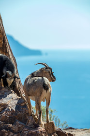 Chèvre corse