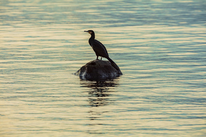 Cormoran