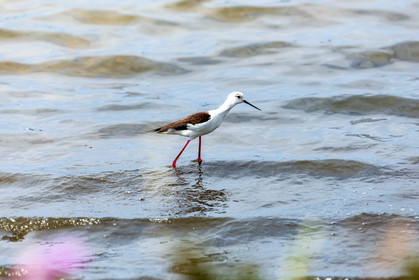 Salins d'Hyères