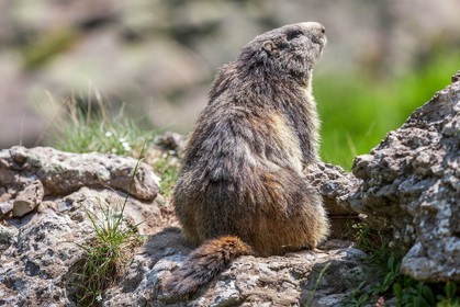 Marmotte, Marmota
