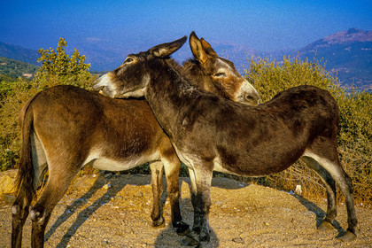 Faune corse