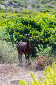 Faune corse