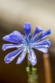 Flore méditerranéenne