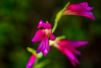 Lérins Sainte-Marguerite
