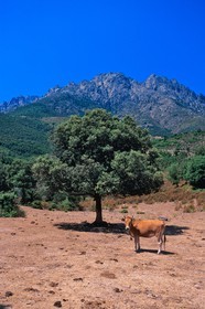 Popolasca