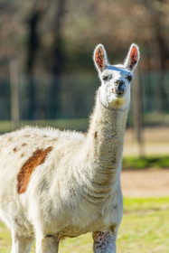 Lama