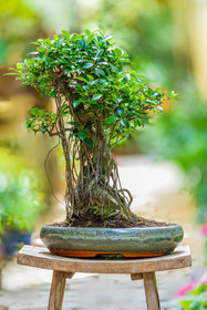 Bonsai Center