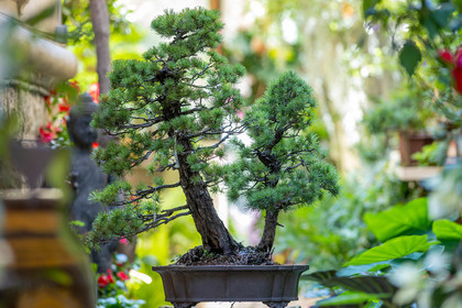 Bonsai