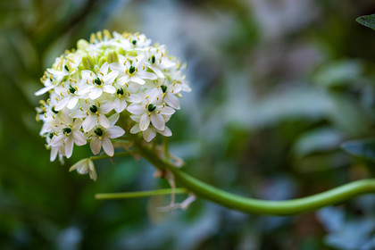 Flore corse