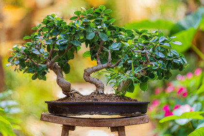 Bonsai Center