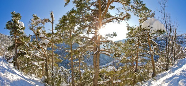 Arbres enneigés
