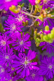 Eze Jardin exotique