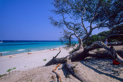 Saleccia