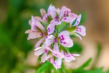 Flore Méditerranéenne