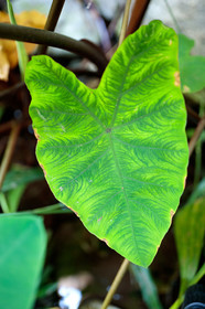Flore