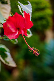 Flore