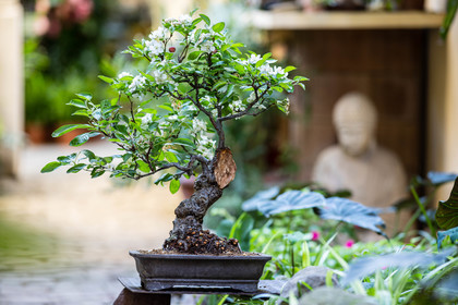 Bonsai