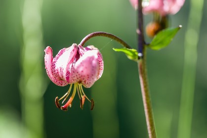 Flore Alpine, Lis martagon, Lilium martagon.
