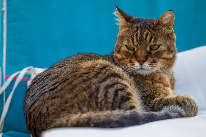 Chat