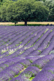 Lavande, Lavandula