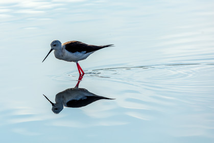 Salins d'Hyères
