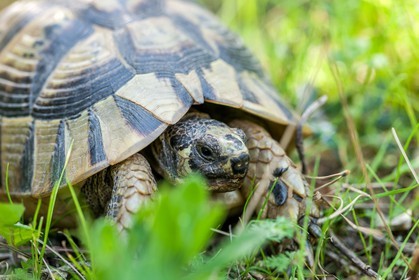 Tortue d'Hermann,Testudo hermanni