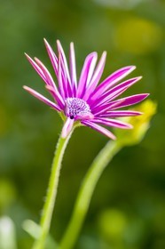 Marguerite, Leucanthemum vulgare