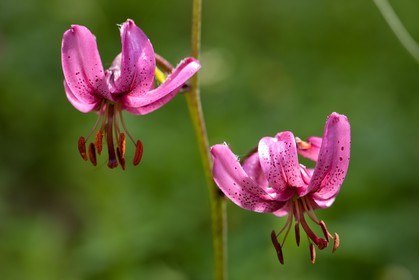Lis Martagon, Lilium Martagon