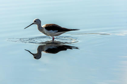 Salins d'Hyères
